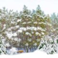Winterreifenpflicht, Schneeketten & Co.: Änderungen der Vorschriften für den Winterverkehr 2025